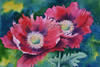 Large Poppies